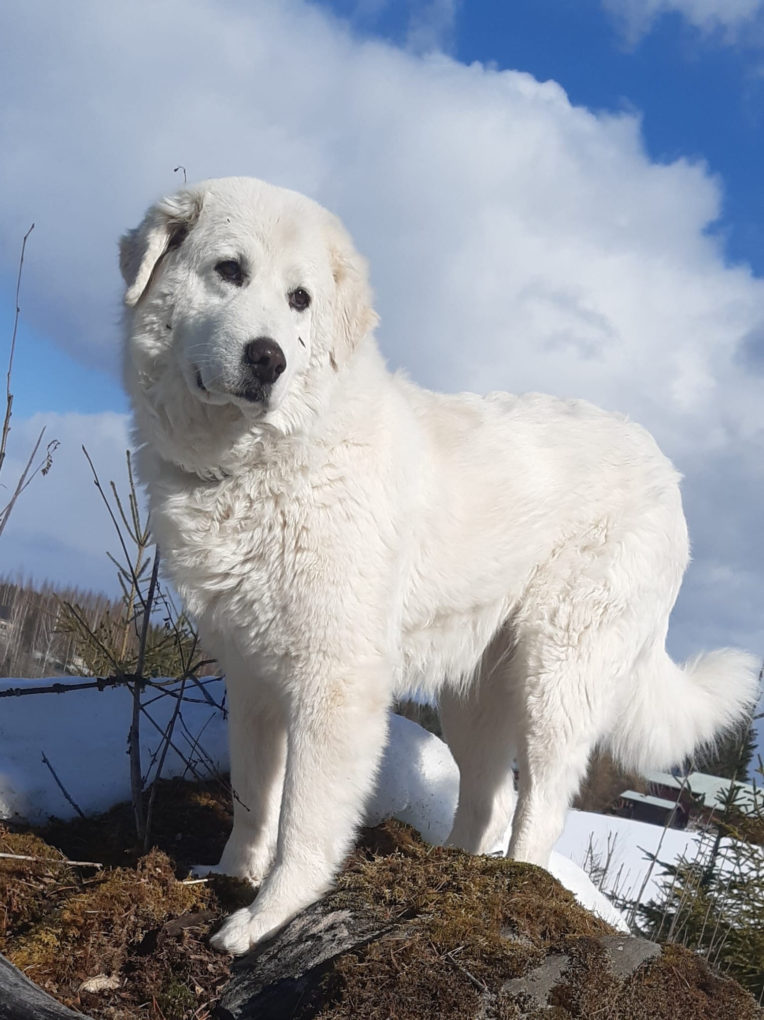 Hund während einer osteopathischen Behandlung bei Nasty Pup