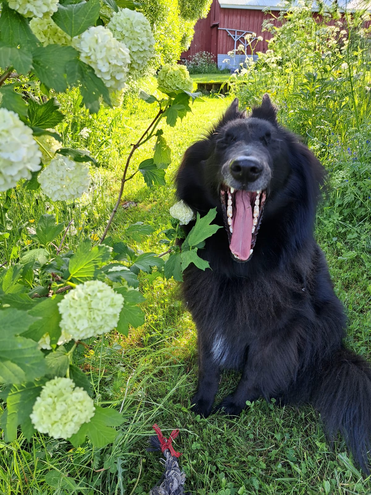 Hund während einer osteopathischen Behandlung bei Nasty Pup