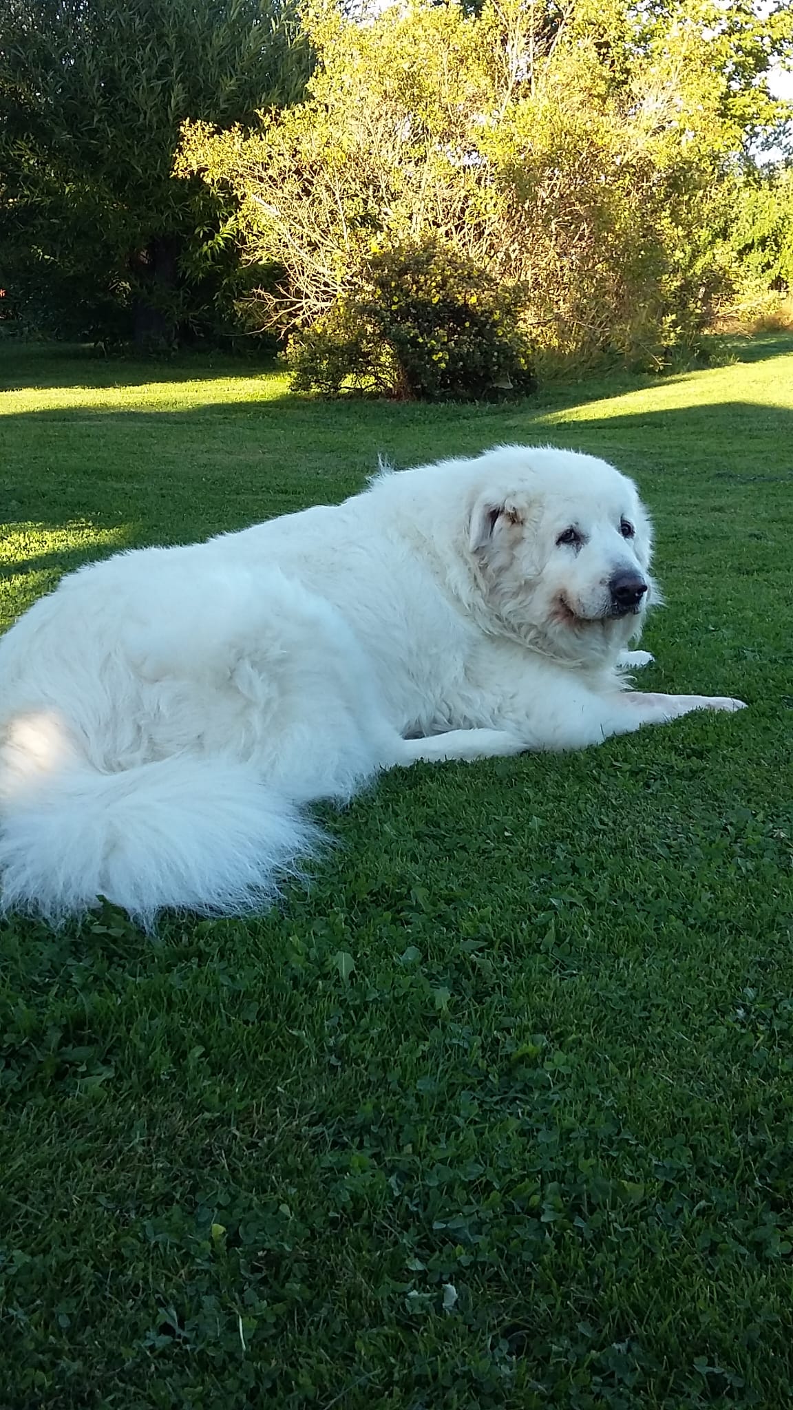 Hund während einer osteopathischen Behandlung bei Nasty Pup