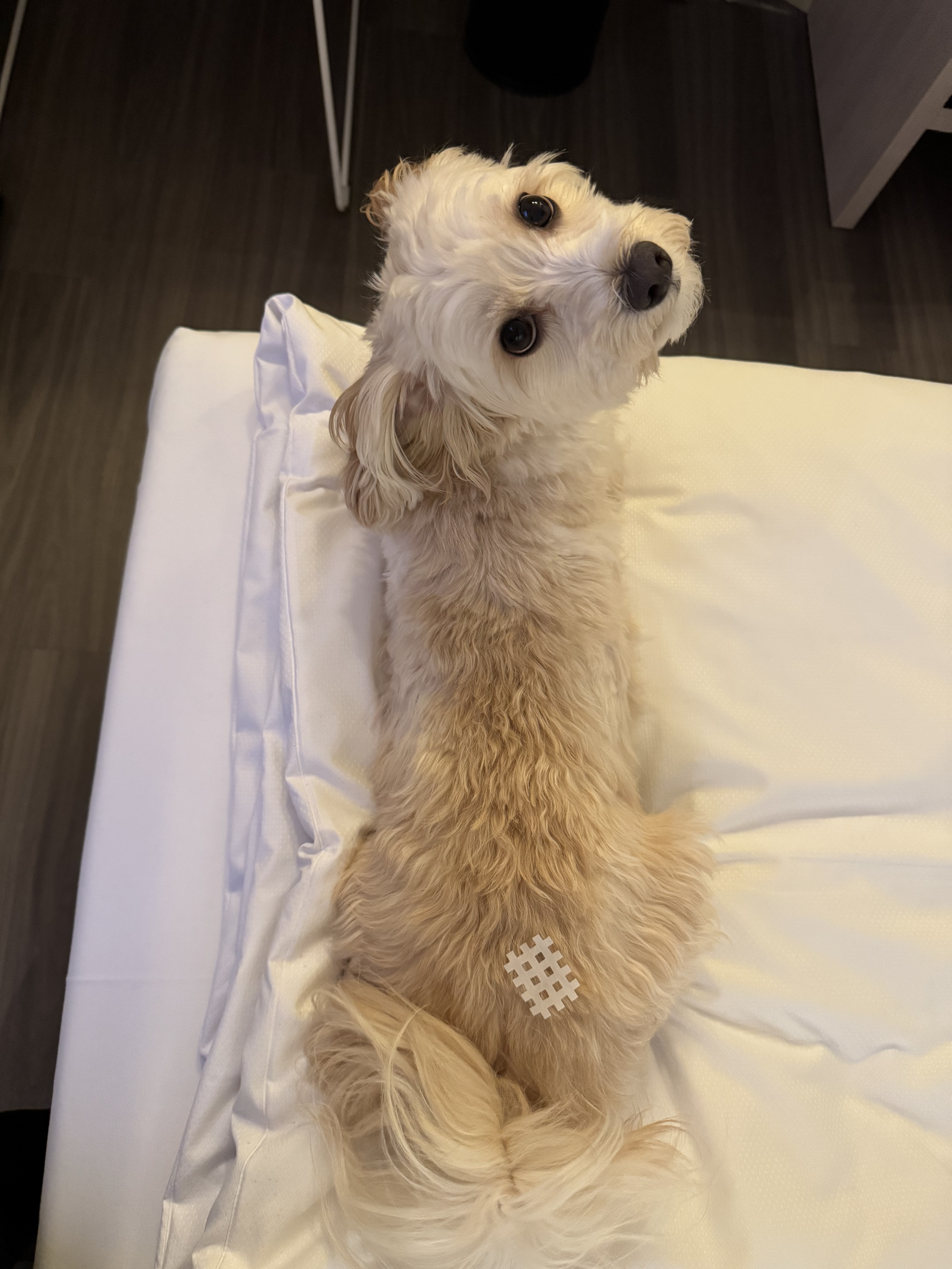 Hund während einer osteopathischen Behandlung bei Nasty Pup