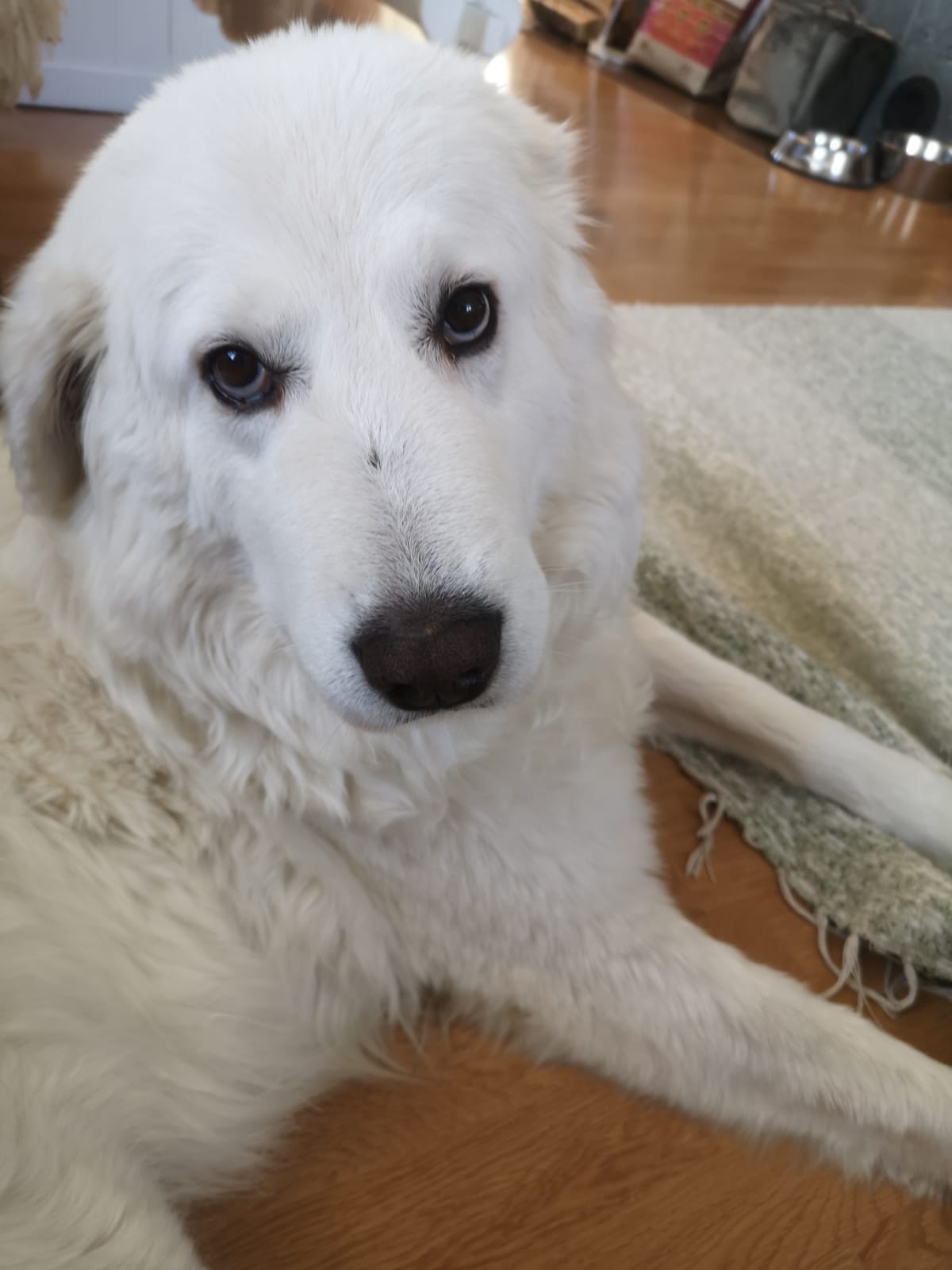 Hund während einer osteopathischen Behandlung bei Nasty Pup