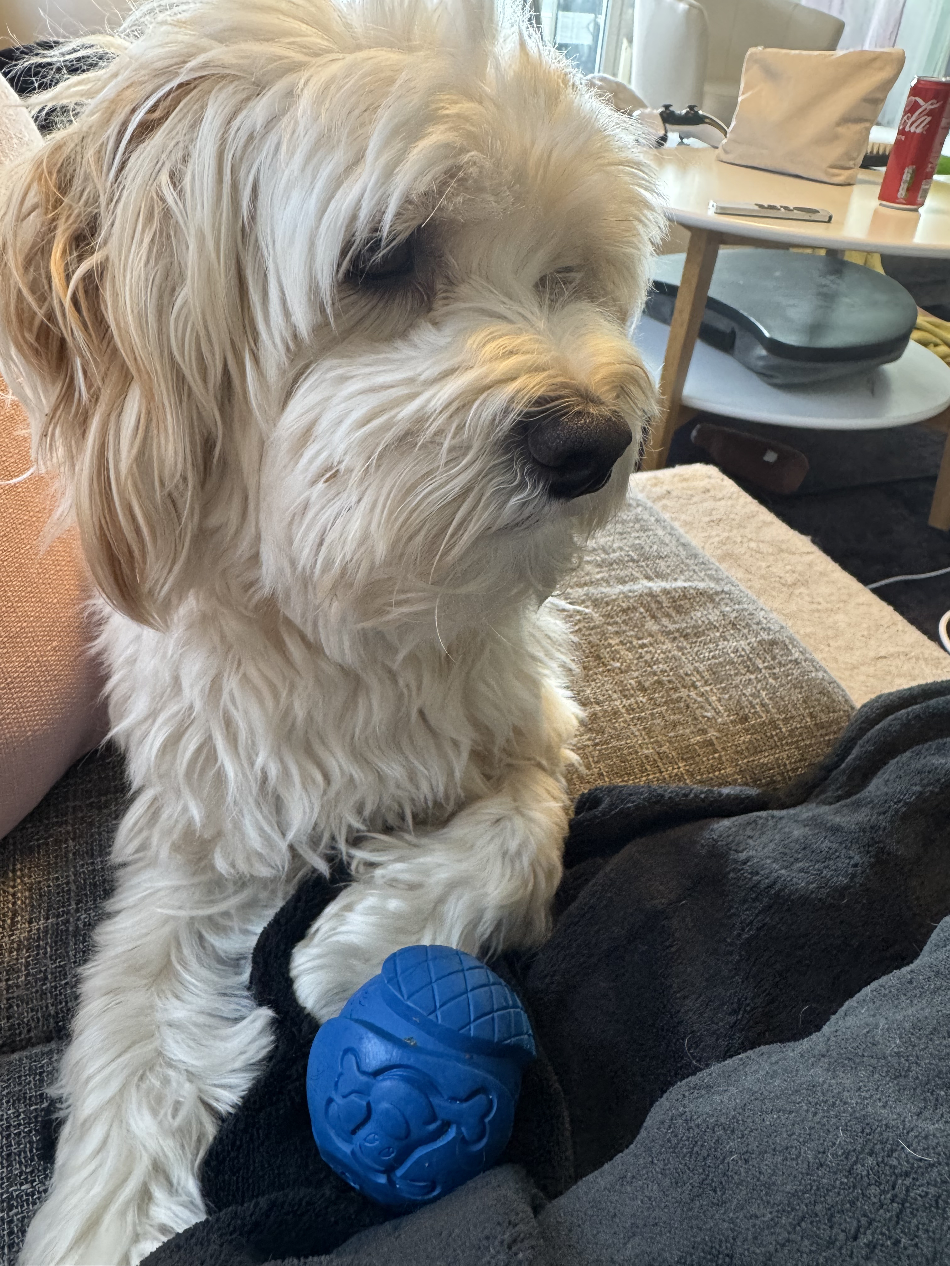Hund während einer osteopathischen Behandlung bei Nasty Pup