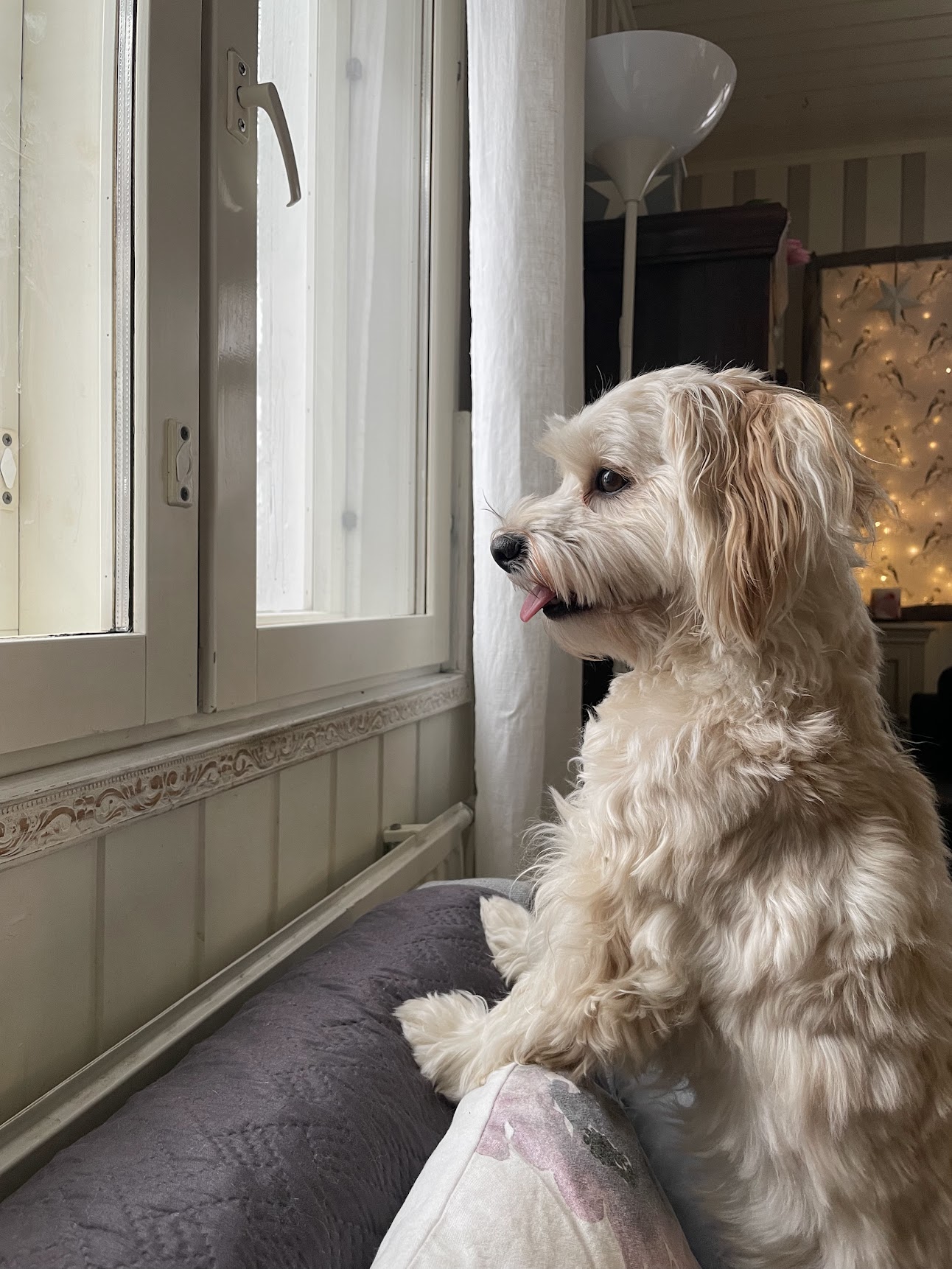 Rico schaut aus dem Fenster der Wohnung in Schaffhausen
