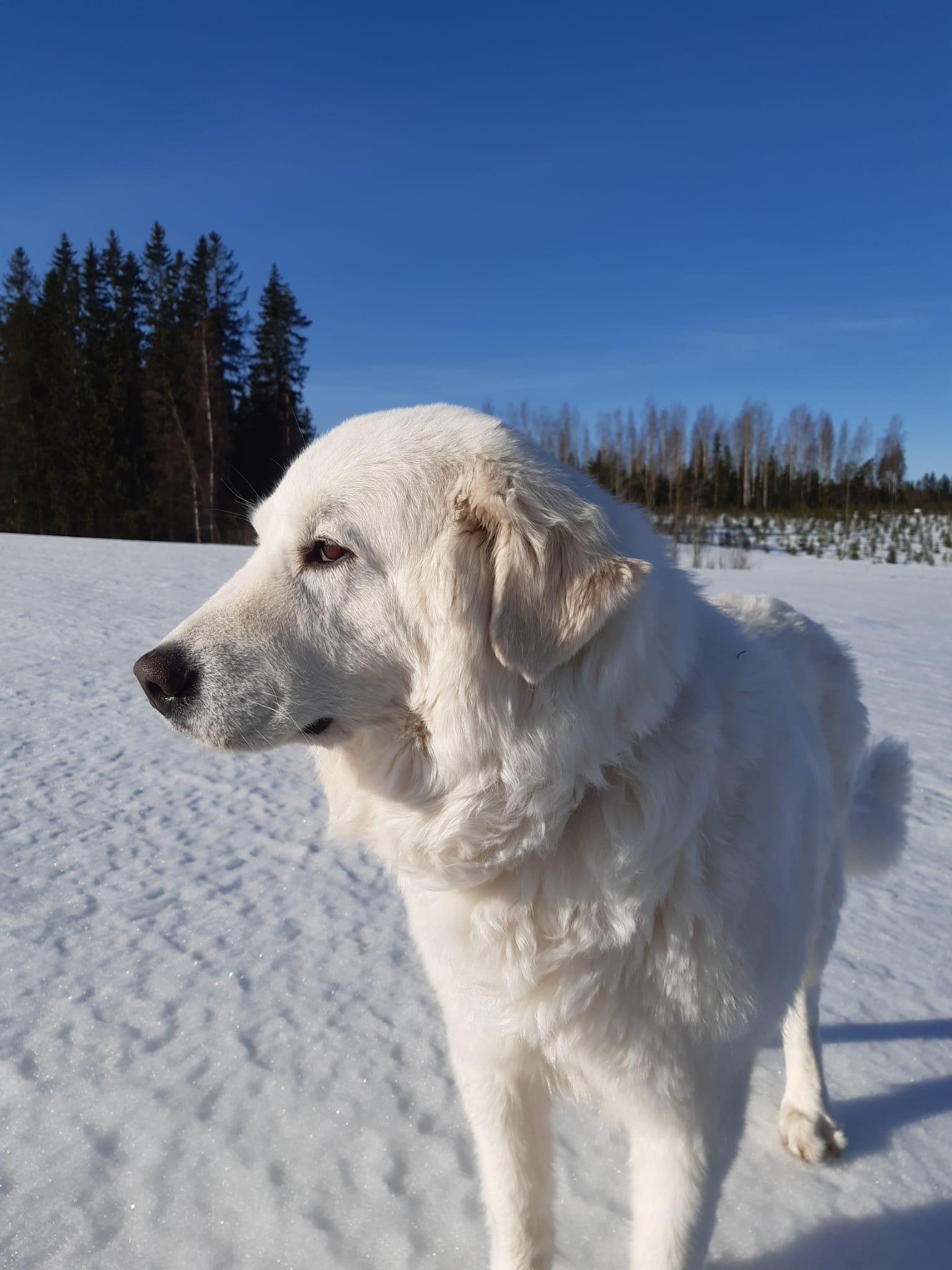 Hund während einer osteopathischen Behandlung bei Nasty Pup