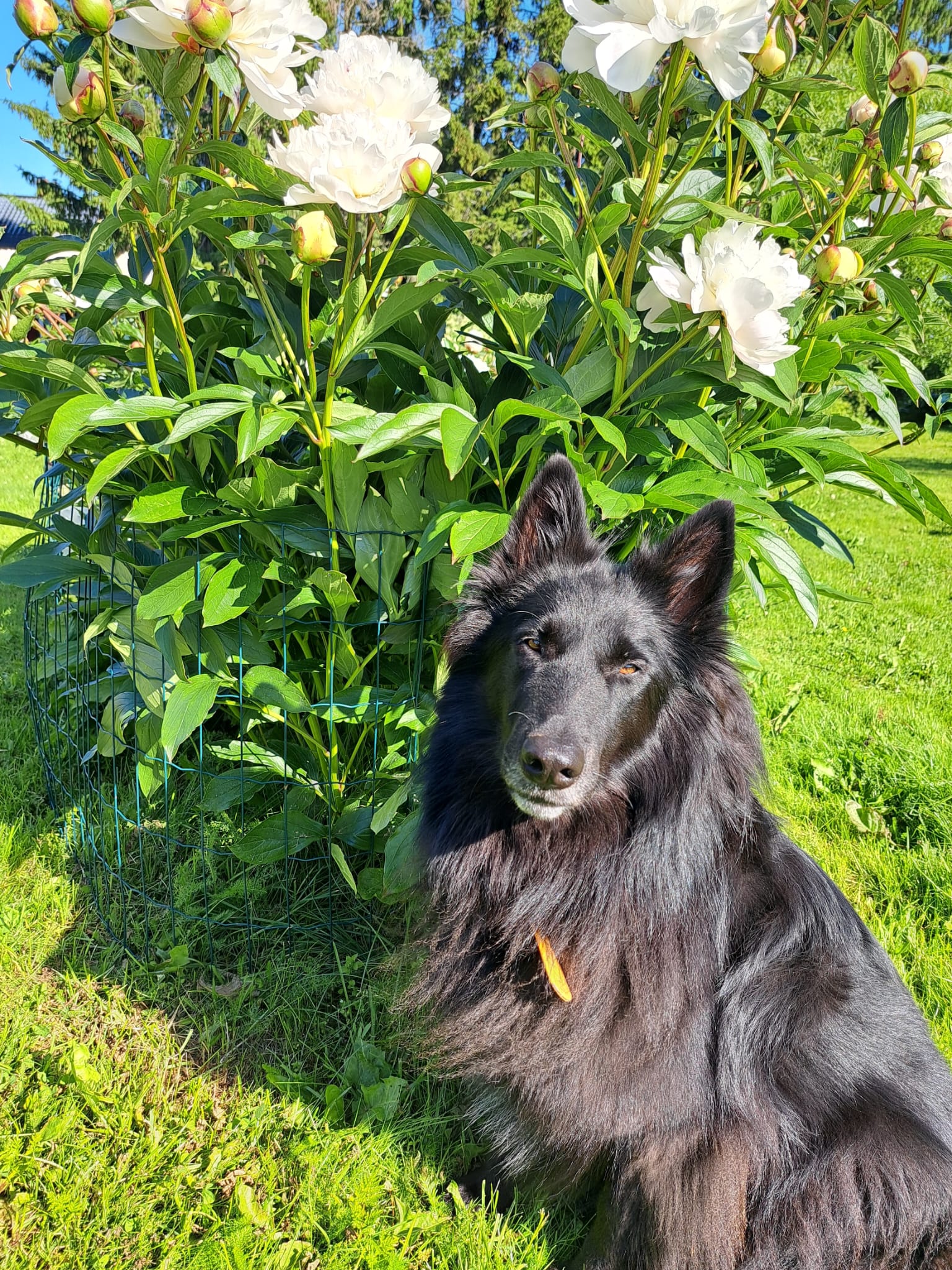 Hund während einer osteopathischen Behandlung bei Nasty Pup