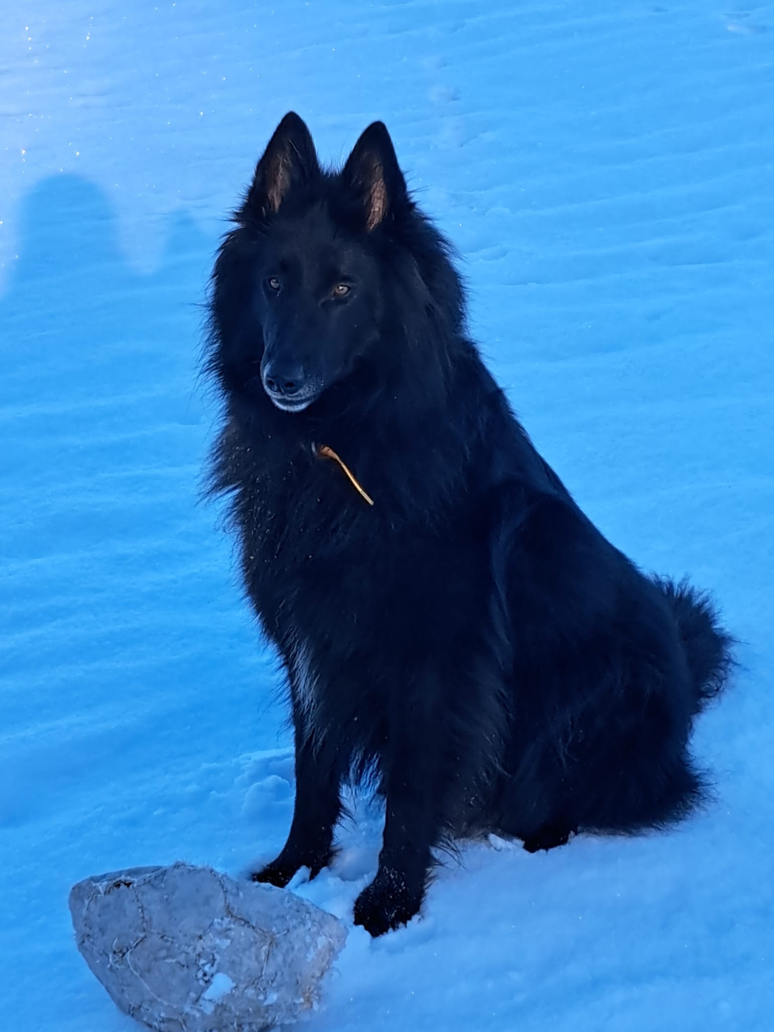 Hund während einer osteopathischen Behandlung bei Nasty Pup