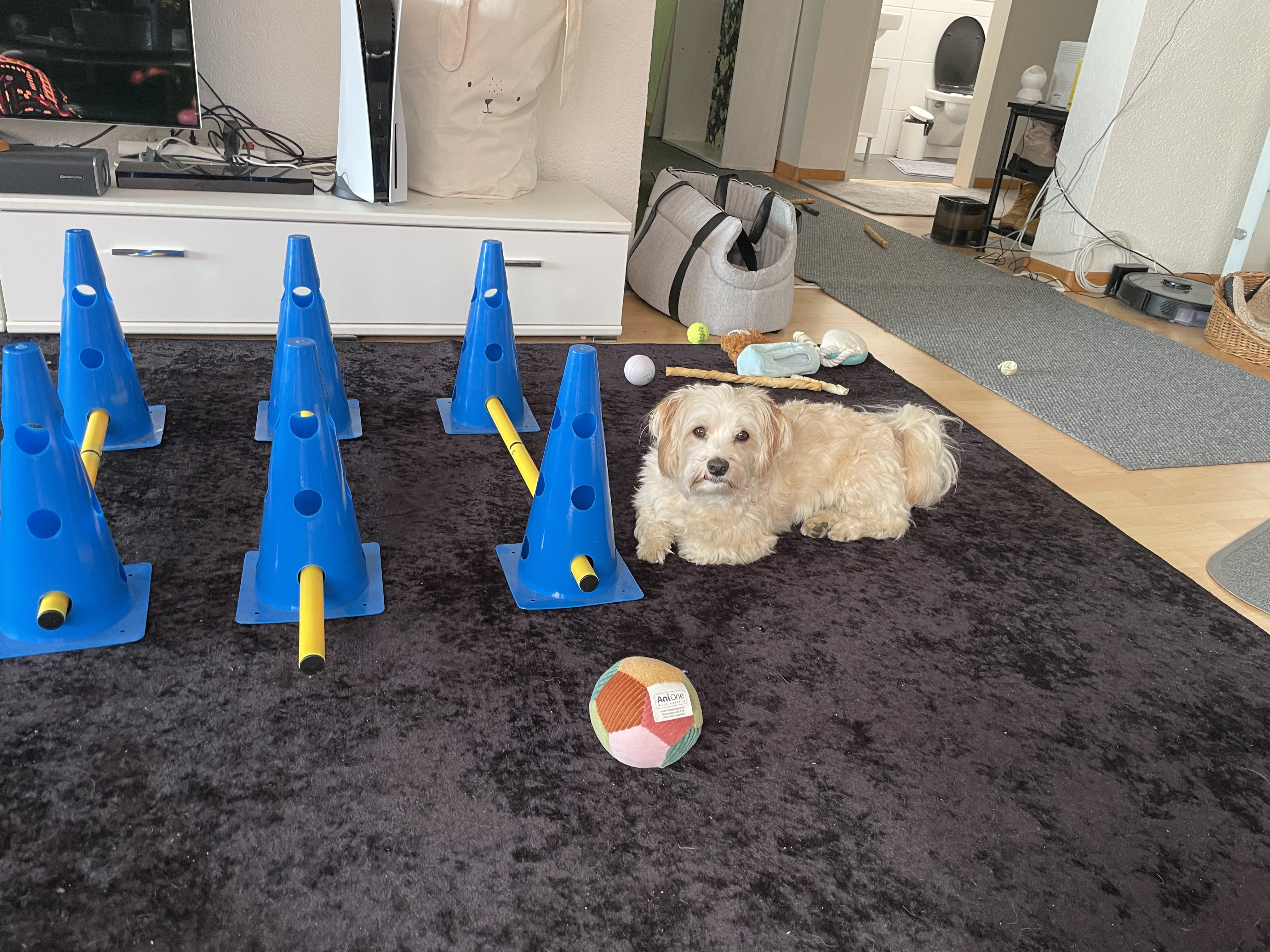 Hundeturnen für Zuhause – Bewegungsübungen für jeden Hund