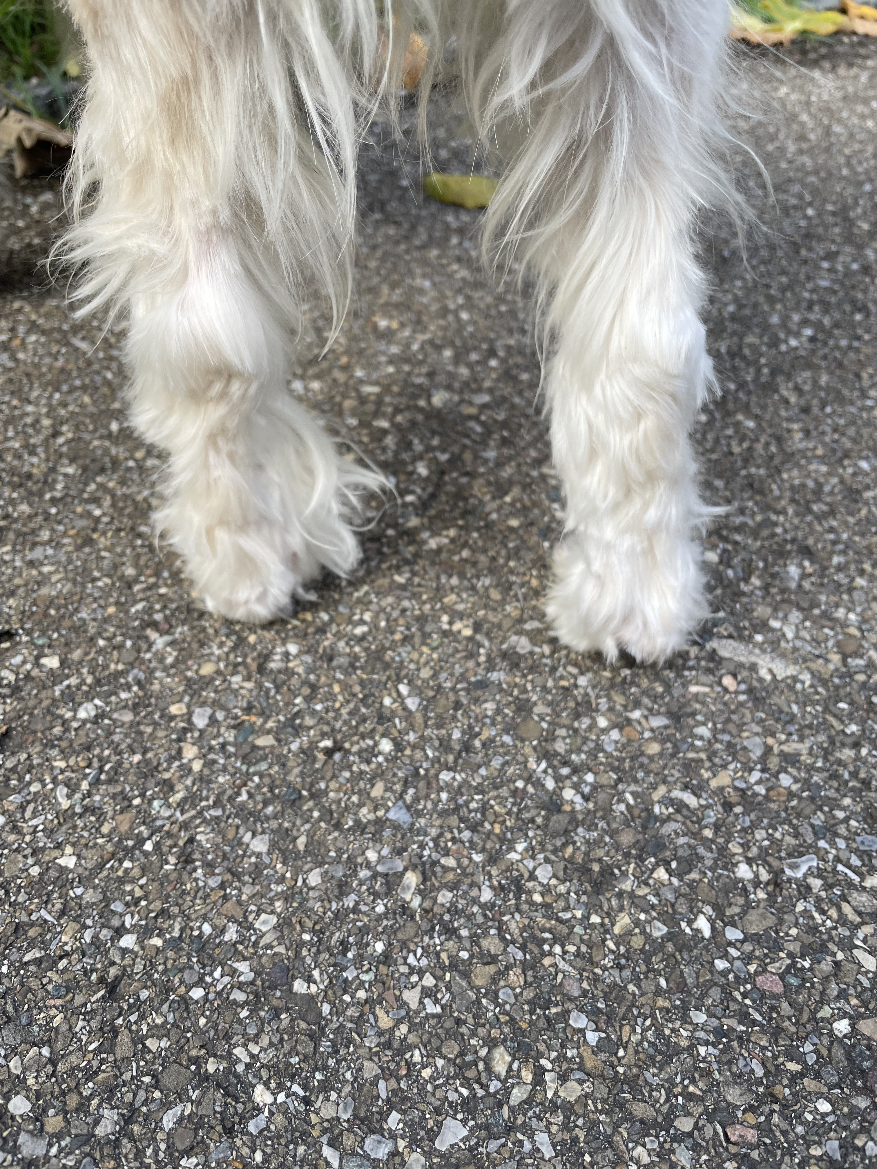Hund lahmt – aber der Tierarzt findet nichts. Was jetzt?